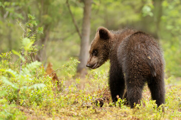 Close up of a cute small Eurasian Brown bear in a forest