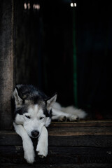 siberian dog portrait