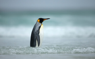 Close up of a King penguin standing in water