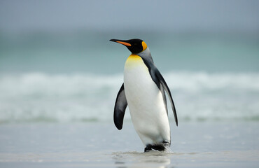 King penguin walking on a sandy beach