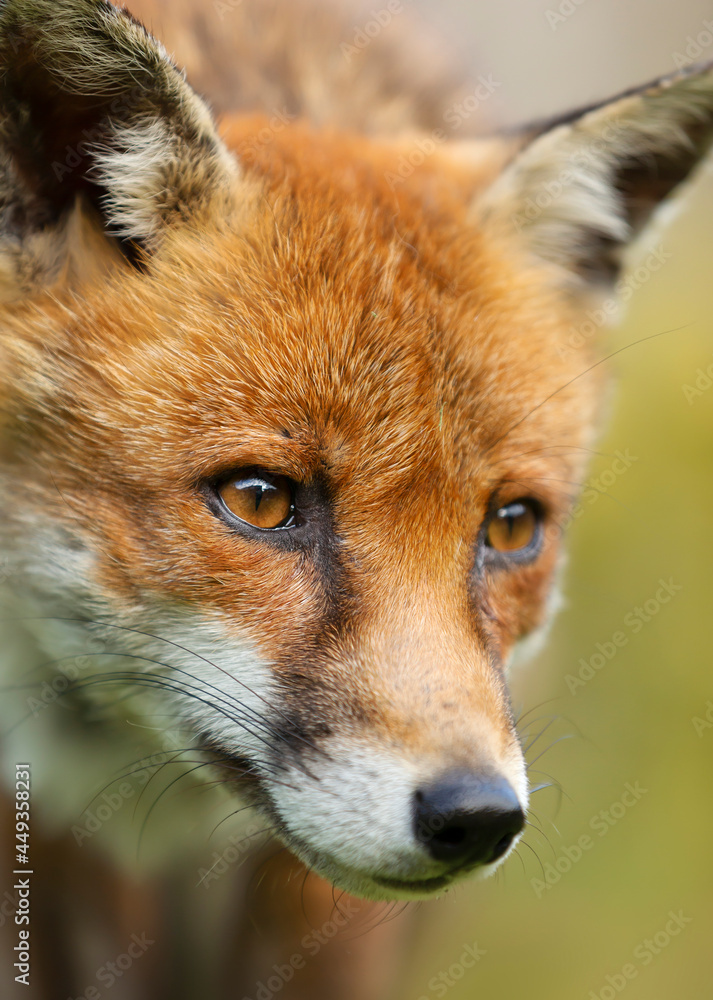 Wall mural portrait of a red fox in summer