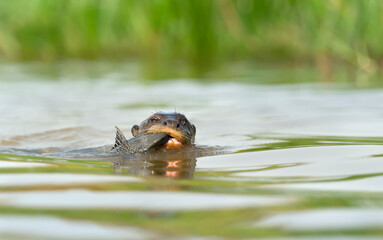 Giant River Otter eating a fish in water