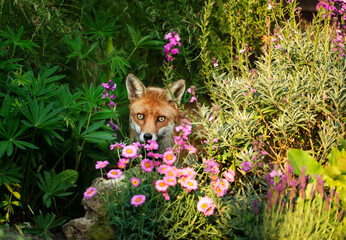 Red fox hiding behind pink flowers