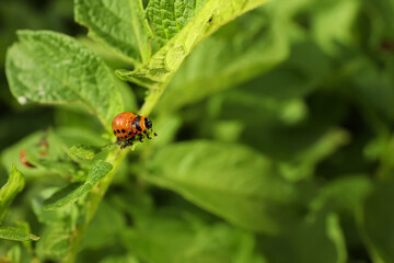 Colorado potato beetle larva on green plant outdoors, closeup