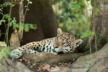 Naklejka na ściany i meble Jaguar lying on tree roots on a river bank