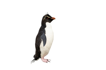 Southern rockhopper penguin against white clear background