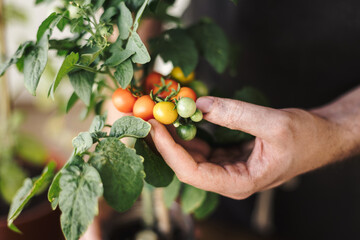 Close up of view a man's hand holding some cherry tomatoes from a home farming plant. Home organic garden and eco fresh vegetables concept