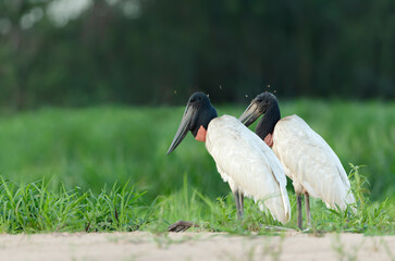 Close up of two Jabiru storks standing on a river bank
