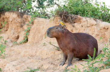 Close up of a Capybara with a yellow bird on a head