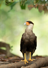 Southern crested caracara perched on tree roots