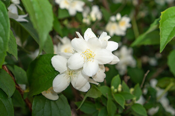 Obraz na płótnie Canvas White jasmine flowers, close up. Fragrant flowers used in aromatherapy.