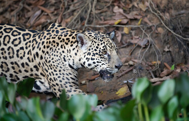 Close up of a Jaguar on a river bank