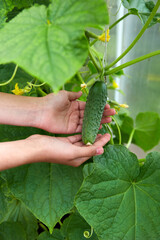 The harvest of cucumbers in the hands. Growing organic vegetables in a home greenhouse. 