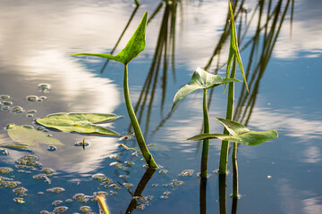 River plant arrowhead growing in water
