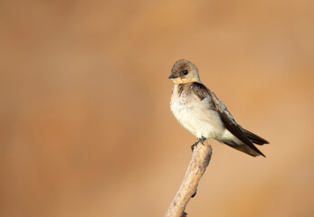 Southern rough-winged swallow perched on a tree branch