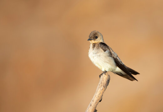 Southern Rough-winged Swallow Perched On A Tree Branch