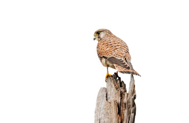 Common kestrel perched on a post against clear white background