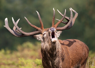 Portrait of a red deer stag calling