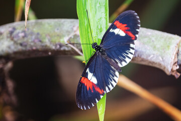 Closeup of a Central or South American Postman butterfly, Heliconius melpomene, pitched on a leaf....