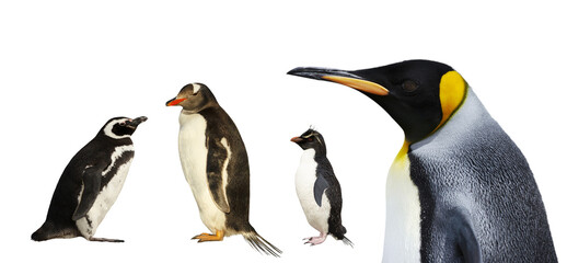 Magellanic, Gentoo, Rockhopper and King penguins on a white background