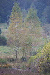 Pastelowy jesienny pejzaż, brzozy nad jeziorem. Poranek, popołudnie, rozproszone światło, lekko żółknące liście. drzew i krzewów.