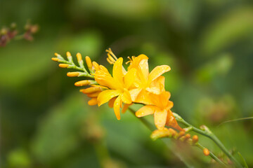 Yellow Crocosmia called Lucifer in a garden setting.