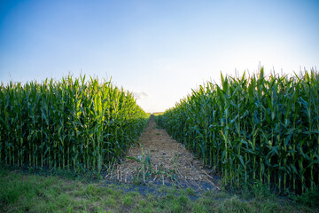 long way through a corn field