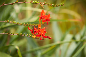 A Crocosmia called Lucifer in a garden setting.