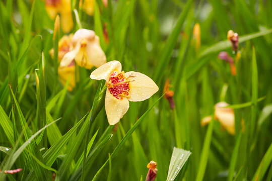 Close-up of yellow with tiger iris flowers (lat. Iris) on a green background. Flowering yellow iris flower close-up.