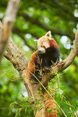 Fototapeta premium Red panda sit on a branch tree and looking down