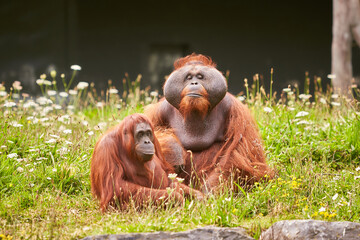 Portrait of couple of funny and boring Asian orangutans, adults, female and male, sitting outdoors.