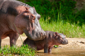 hippos Murchinson Falls National Park Uganda