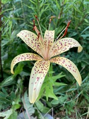 orange lily flower