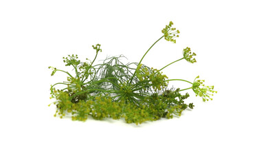 dill on a white background isolated