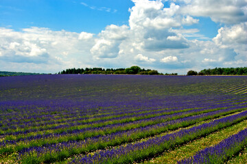 Lavender Field Summer Flowers Cotswolds Gloucestershire England