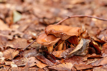 beautiful mushrooms under yellow, orange forest leaves