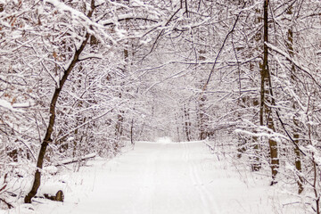 Beautiful winter forest with a beaten path