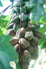 close up of a tree with fruits