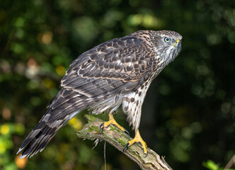 goshawk