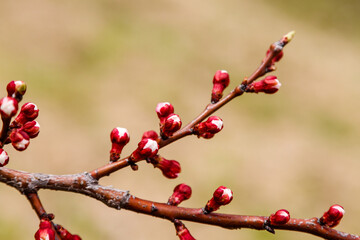 beautifully flowering cherry branches on which the bees sit