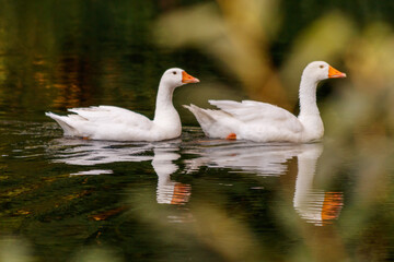 beautiful pair of geese floating on water