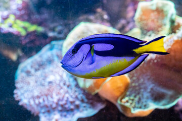 beautiful fish Paracanthurus Hepatus