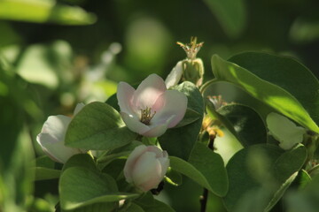 quince flower