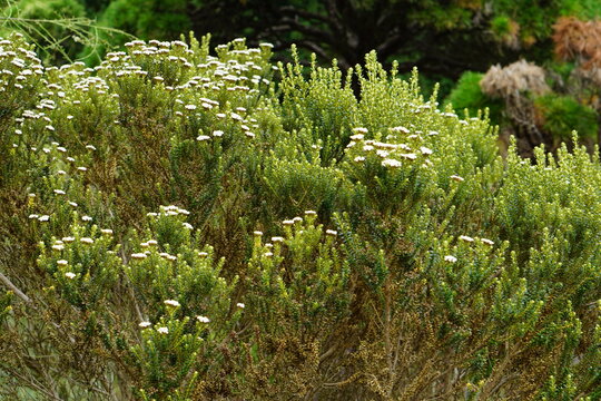 「Ozothamnus」の写真素材 | 261件の無料イラスト画像 | Adobe Stock