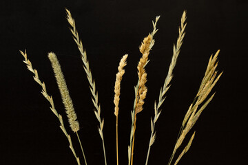 Floral composition, ears of dried grass, isolated natural field plants on black background.