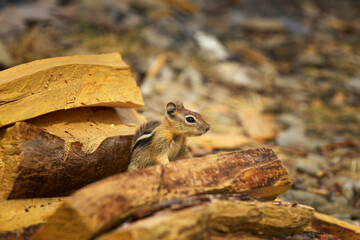 Young golden-mantled ground squirrel sitting on the pile of firewoods. Low depth of field.