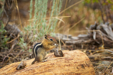 Obraz premium Golden-mantled ground squirrel eating when sitting on the wooden log.