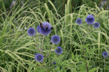 bumblebees and blue flowers in the garden