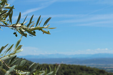 Obraz premium A peaceful landscape background of the French countryside in Provence with blue sky and green hills, with an olive tree branch with leaves and berries near Manosque city, small production of olive oil