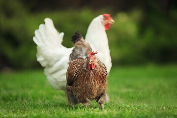 Chicken.